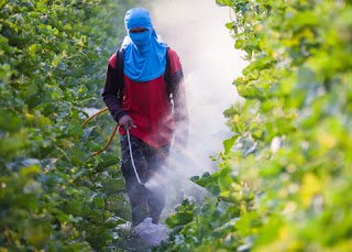 Europa pone en jaque a Monsanto